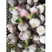 NEW 2020 FRESH GARLIC HENAN CHEAP GARLIC